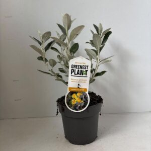 schrub Brachyglottis Sunshine
(1 Plants/Order)(17cmP 25cmH)