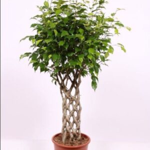 Ficus Exotica
(1 Plants/Order)(27cmP 130cmH)
