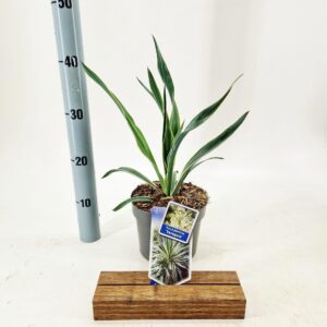 Yucca Variegata gloriosa
(1 Plants/Order)(17cmP 35cmH)