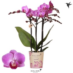 Phalaenopsis Multifloratypes other Vienna 3 spike
(12 Plants/Order)(9cmP 40cmH)