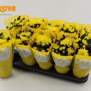 Chrysanthemum Da Vinci Yellow 12 cm dubble flower Bellsima Ton Sur Ton
(10 Plants/Order)(12cmP 25cmH)