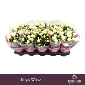 Chrysanthemum Berlise
(10 Plants/Order)(12cmP 26cmH)
