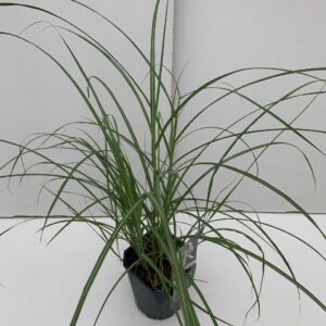 Miscanthus sinensis Flamingo
(6 Plants/Order)(17cmP 30cmH)