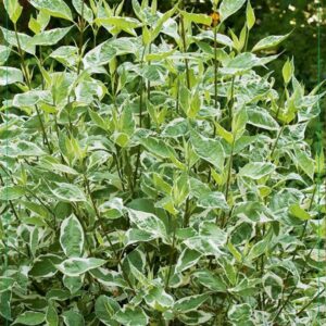 Cornus alba Cornus alba 'Ivory Halo' 50-60C5
(1 Plants/Order)(23cmP 70cmH)
