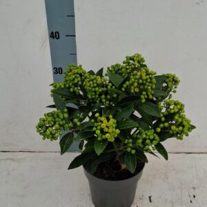 Skimmia japonica Pabella 17cm 10+ receme
(6 Plants/Order)(17cmP 40cmH)