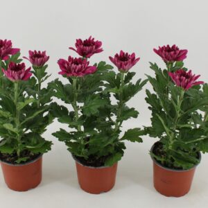 Chrysanthemum Desna Zembla
(10 Plants/Order)(12cmP 30cmH)