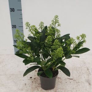 Skimmia japonica Finchy 10,5cm 10+ Flower
(12 Plants/Order)(10.5cmP 25cmH)