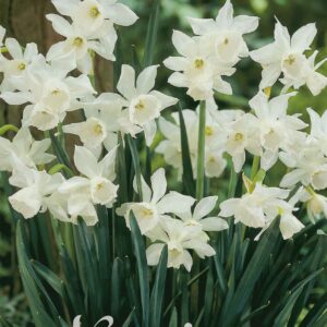 Droge Bulbs Narcissus Triandrus Thalia x7 12/+
(10 Plants/Order)(5cmP 40cmH)