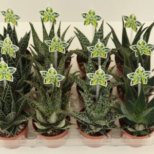Aloe Aloe Tiki Quattro P9
(12 Plants/Order)(9cmP 16cmH)