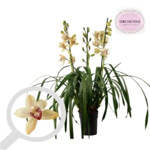 Cymbidium cream 3-4 spike
(7 Plants/Order)(14cmP 90cmH)