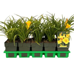 Hemerocallis Stella de Oro
(10 Plants/Order)(11cmP 25cmH)