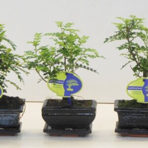 Bonsai Zanthoxylum piperitum 12cm., broom, without drip tray
(12 Plants/Order)(12cmP 22cmH)