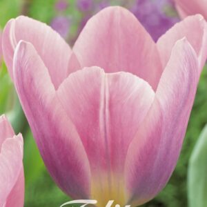 Droge Bulbs Tulipa darwin hybride Light and Dreamy x 7 12/+
(10 Plants/Order)(20cmP 55cmH)