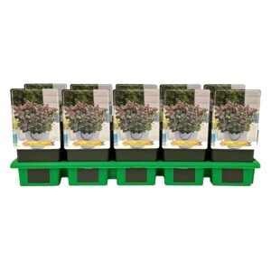 Sedum telephium Seduction Cherry Ch
(10 Plants/Order)(11cmP 25cmH)