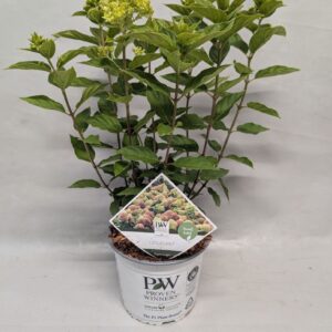 Hydrangea Little Lime paniculata 19 cm
(1 Plants/Order)(19cmP 75cmH)