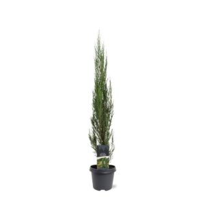 Juniperus scopulorum Blue Arrow
(1 Plants/Order)(23cmP 90cmH)