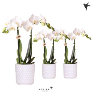 Phalaenopsis Multiflora white 2 spike in Diamond Pot white
(8 Plants/Order)(9cmP 40cmH)