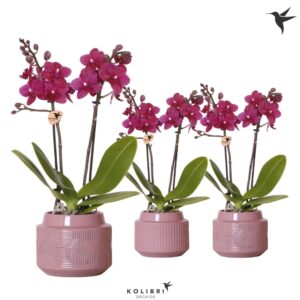 Phalaenopsis Multifloratypes other purpel 2 spike in Maze Pot purple
(5 Plants/Order)(9cmP 40cmH)