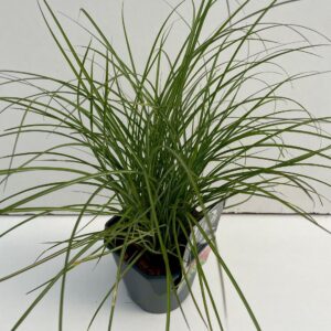 Miscanthus Red Chief
(6 Plants/Order)(17cmP 30cmH)
