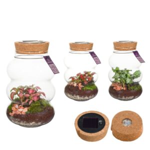 Indoor plants green Wardians Terrarium - Pluto small + SOLAR (LED rechargeable by solar)
(6 Plants/Order)(12cmP 20cmH)