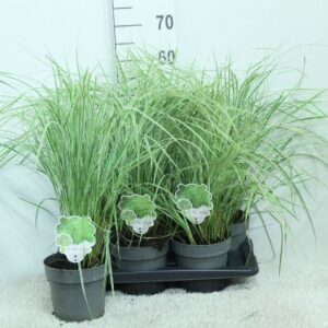 Calamagrostis x Overdam acutiflora P17
(6 Plants/Order)(17cmP 65cmH)