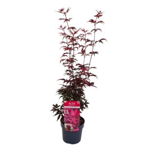 Acer palmatum Twombly's Red Sentinel'
(1 Plants/Order)(19cmP 65cmH)