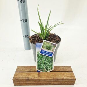 Carex morrowii Ice Dance
(1 Plants/Order)(17cmP 30cmH)