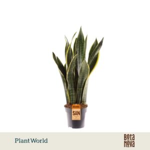 Sansevieria Laurentii XL
(7 Plants/Order)(14cmP 50cmH)