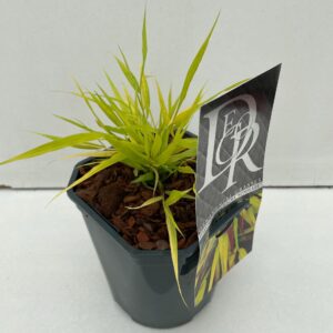 Hakonechloa macra Sunflare'
(6 Plants/Order)(17cmP 30cmH)