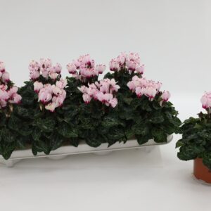 Cyclamen Metis Vic White
(8 Plants/Order)(10cmP 17cmH)