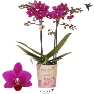 Phalaenopsis Multiflora Belgium 2 spike
(12 Plants/Order)(9cmP 40cmH)