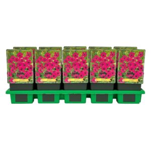 Geranium Red Admiral' P11
(10 Plants/Order)(11cmP 25cmH)