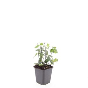 Euonymus fortunei Darts Blanket
(12 Plants/Order)(9cmP 5cmH)