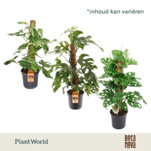 Indoor plants gem. green 3 Types Mosstok mix
(6 Plants/Order)(16cmP 60cmH)