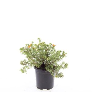 Potentilla fruticosa Red Ace
(8 Plants/Order)(14cmP 25cmH)