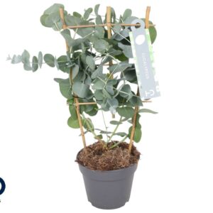 Eucalyptus cinerea Silver Dollar 12cm Rack
(6 Plants/Order)(12cmP 40cmH)