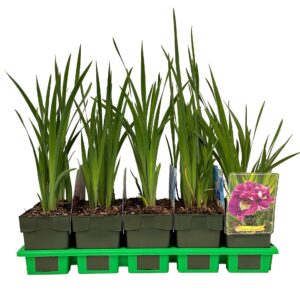 Iris sibirica Double Standard' P11
(10 Plants/Order)(11cmP 25cmH)
