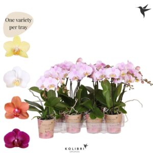 Phalaenopsis Multiflora Diverse 1 spike
(12 Plants/Order)(9cmP 40cmH)