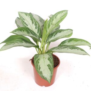Aglaonema Silver Bay
(6 Plants/Order)(17cmP 45cmH)