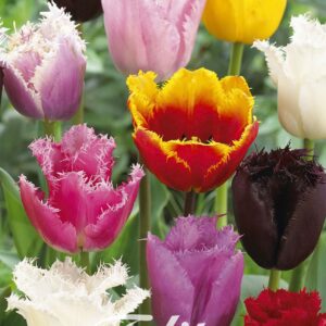 Droge Bulbs Tulipa Fringed mixed x 10 12/+
(10 Plants/Order)(20cmP 60cmH)