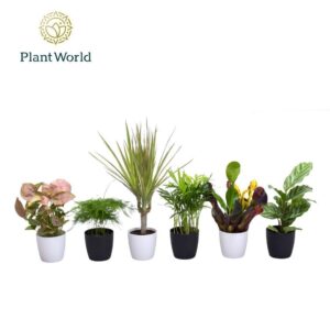 Indoor plants Keen on Green mix New York 7 cm in Sara Pot Black White
(16 Plants/Order)(7cmP 15cmH)