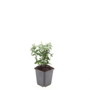 Euonymus fortunei radicans
(12 Plants/Order)(9cmP 15cmH)