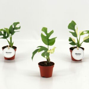 Monstera Minima Variegata B-Grade
(12 Plants/Order)(6cmP 15cmH)