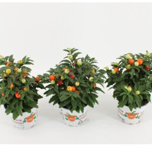 Solanum pseudocapsicum orange
(10 Plants/Order)(12cmP 30cmH)