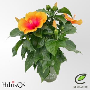 Hibiscus HibisQs® rosa-sinensis 'Apollo Sunrise' p13
(8 Plants/Order)(13cmP 35cmH)