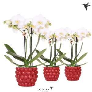Phalaenopsis Multiflora white 2 spike in Berry Pot
(6 Plants/Order)(9cmP 40cmH)