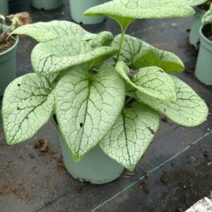 Brunnera m. Jack of Diamonds
(1 Plants/Order)(19cmP 35cmH)