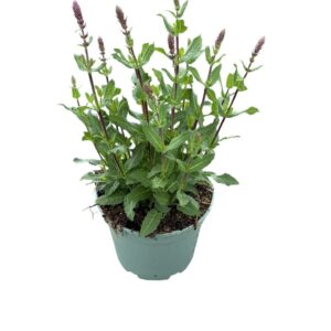 Salvia nemorosa Caradonna'
(1 Plants/Order)(19cmP 40cmH)