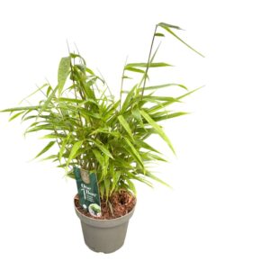 Fargesia rufa One Boo™ Green P14
(8 Plants/Order)(14cmP 30cmH)