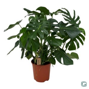Monstera deliciosa
(1 Plants/Order)(27cmP 90cmH)